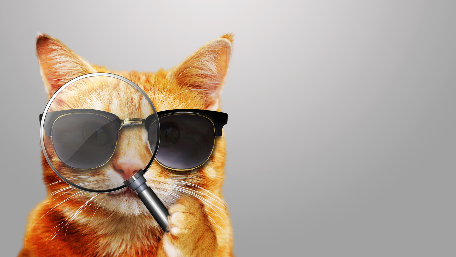 Katze mit Lupe - Cat with magnifier and sunglasses